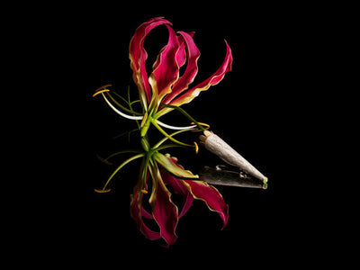 Paulien Schipper: Eclectic Jewels